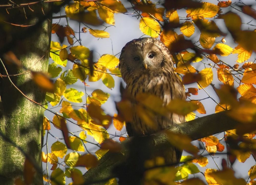 Осенний камуфляж