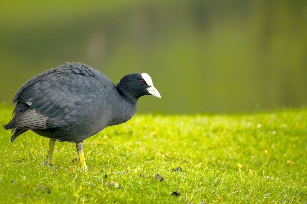 Фотография автора Slawa Rodionow