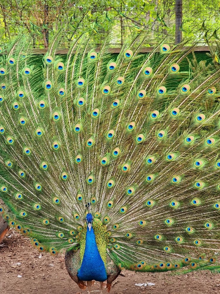 Photograph by Ирина Дубицкая