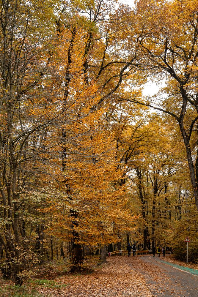 Фотография автора  Emamian