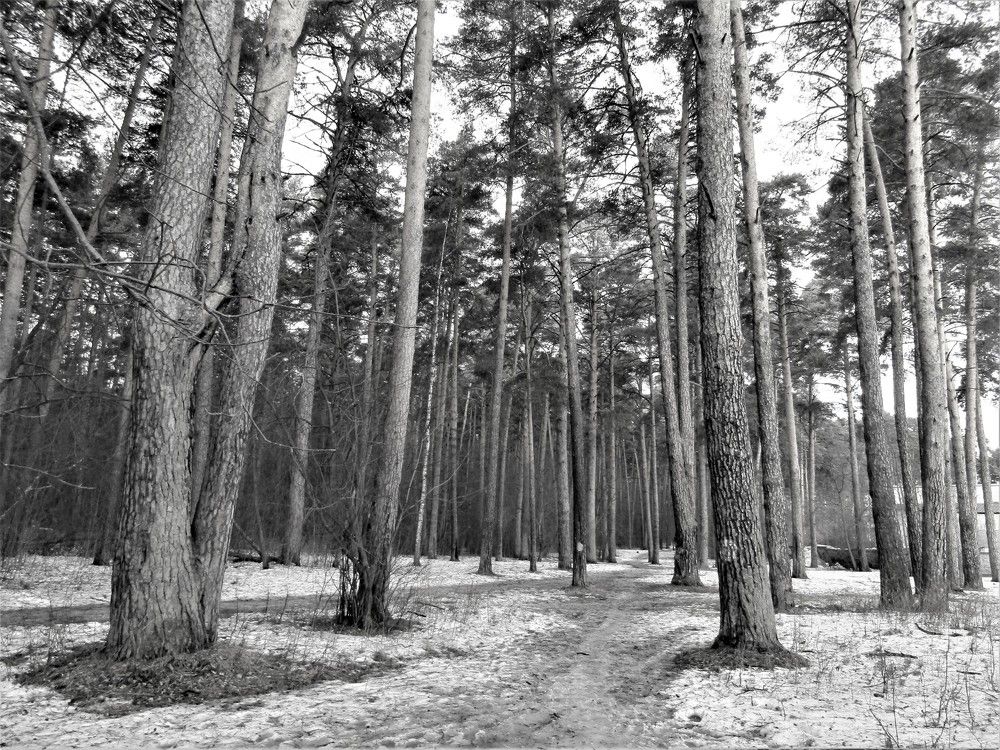 Photograph by Николай Худяков