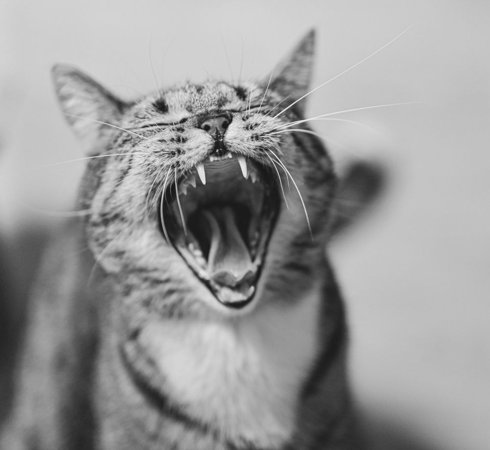 Кот - зевака