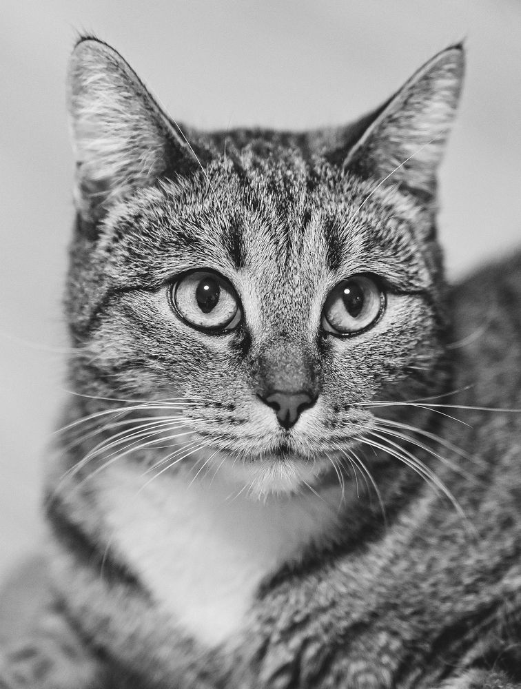 Кот Василий