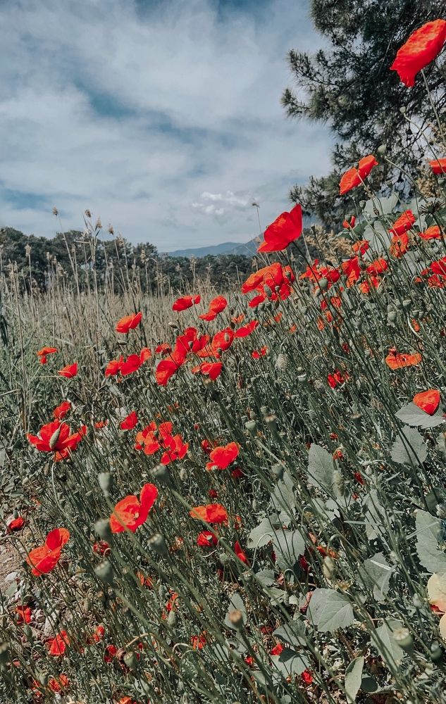 Photograph by Евгения Д