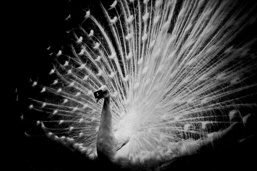 Photograph by Армен Арутюнов