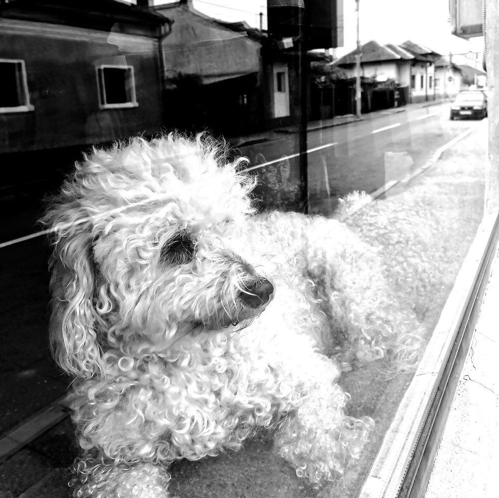 Photograph by Irina Magdalena Bivolaru