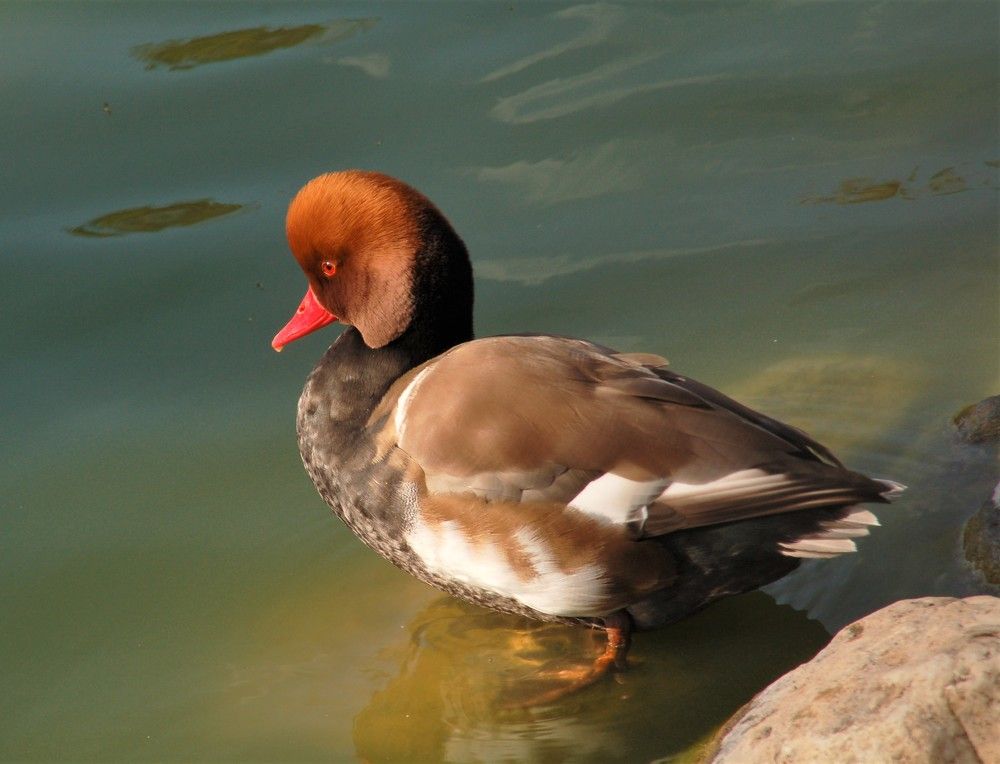 Фотография автора Ася Бабушкина
