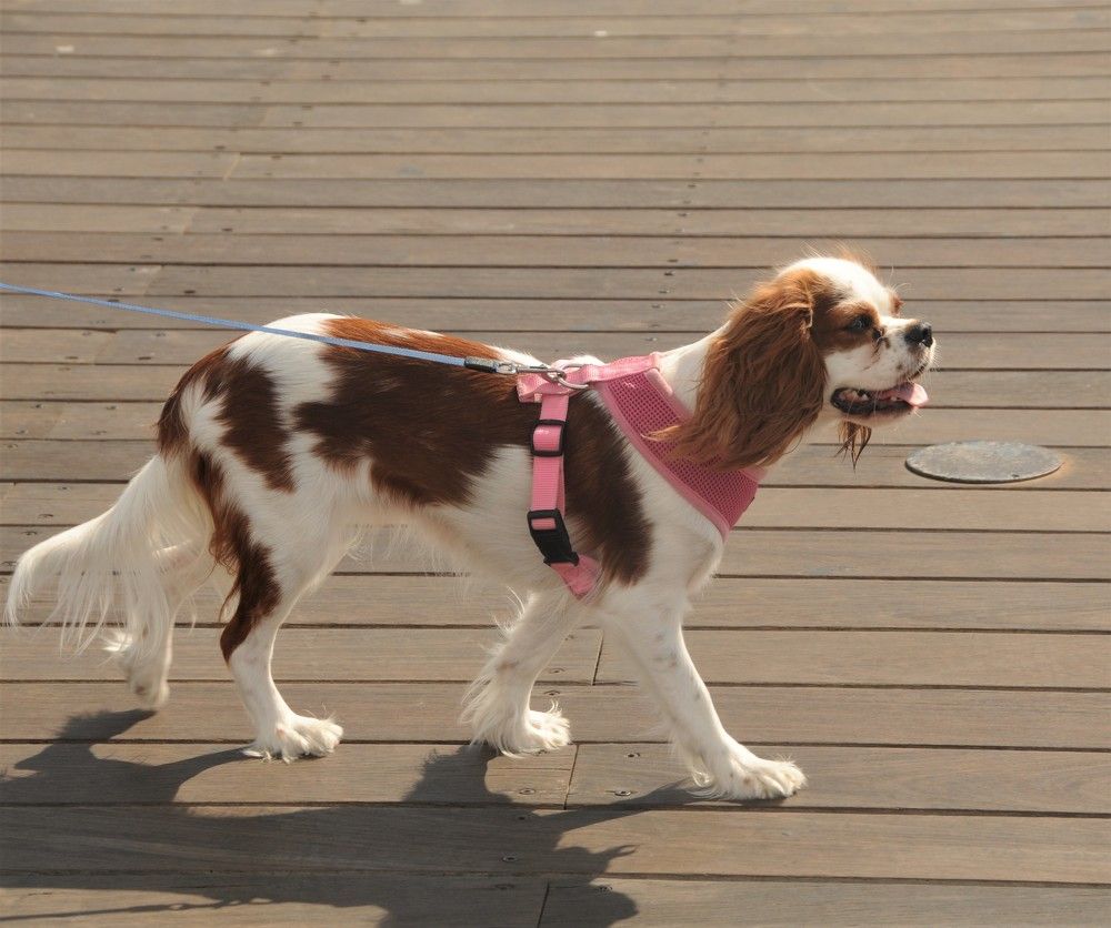 Фотография автора Ася Бабушкина