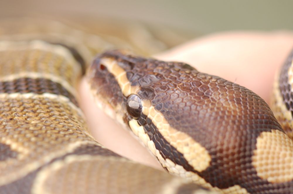 Фотография автора Ася Бабушкина