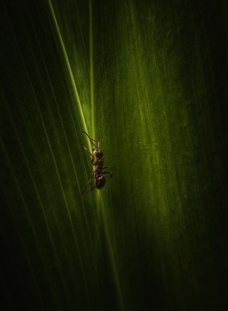 Маленький муравей в большом мире