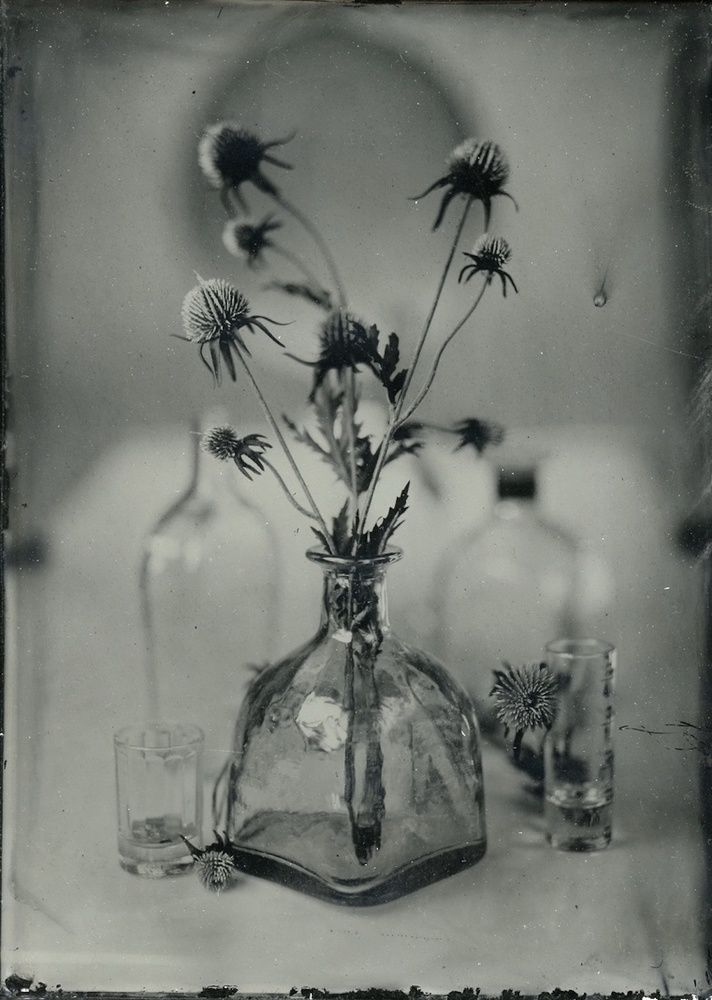 Чертополох-Cárduus