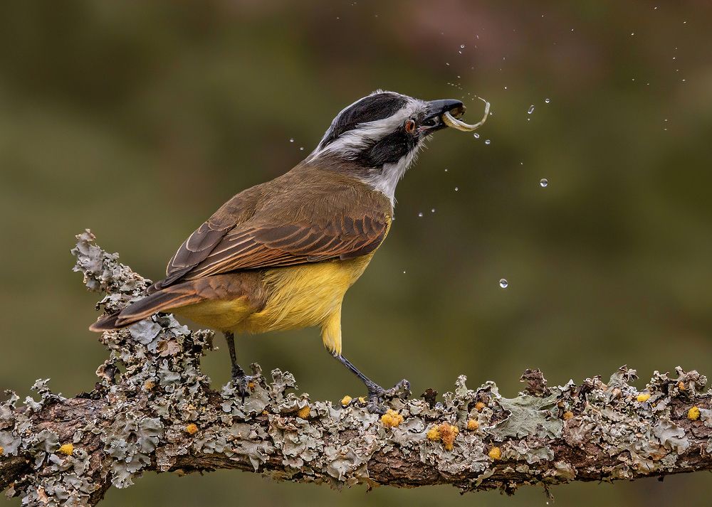 Great Kisdadee and fish