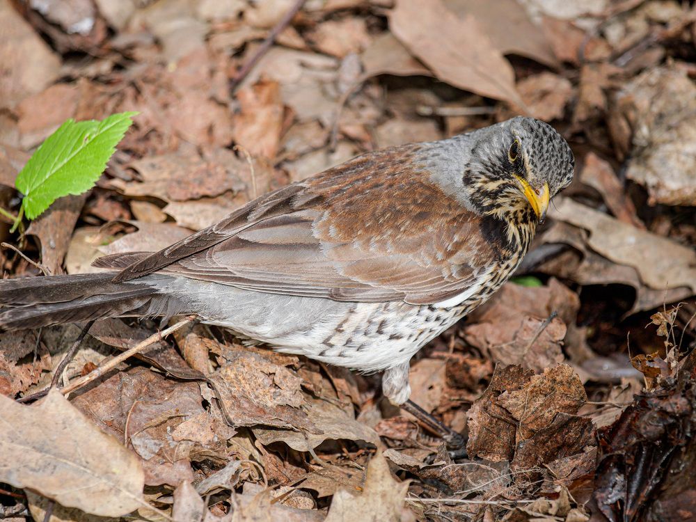 Photograph by Николай Тышкунов
