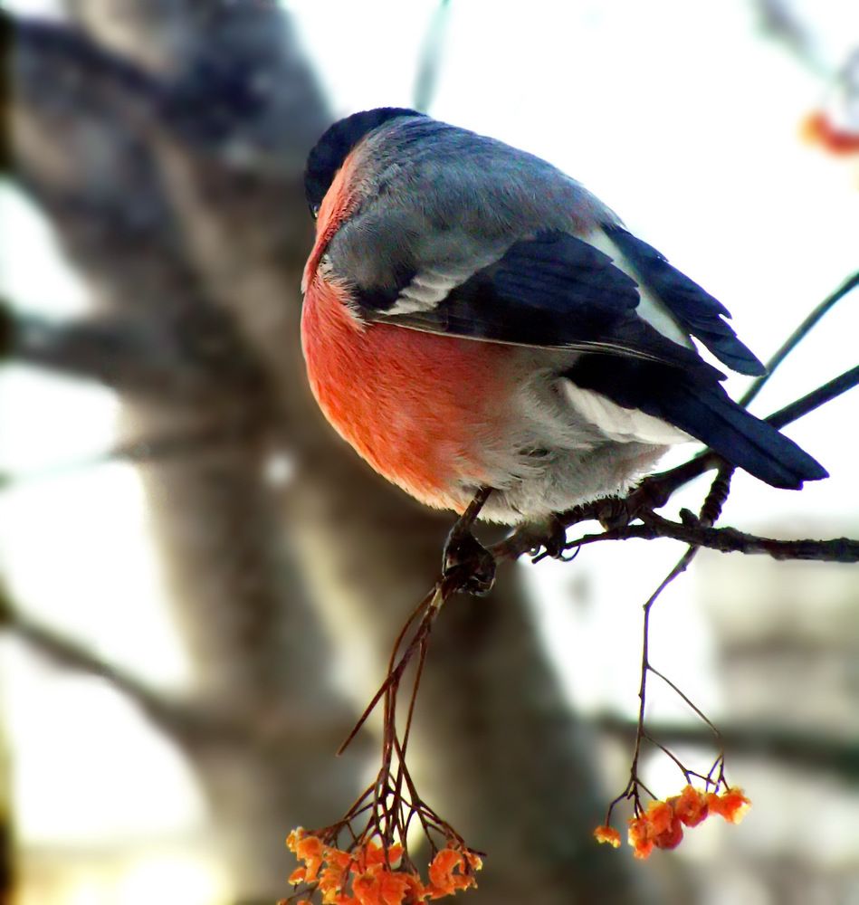 Фотография автора Сергей Сухумский