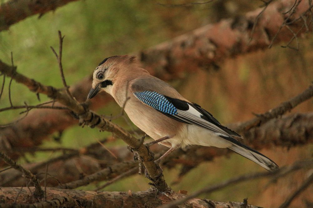 Фотография автора Александр Довганюк