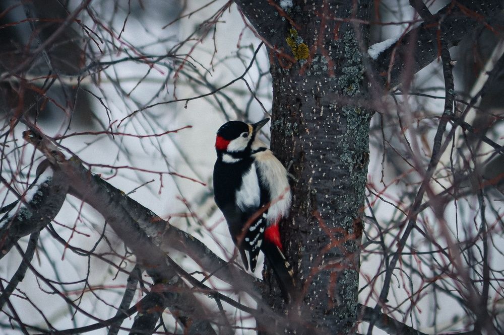 Photograph by Николай Стрельников