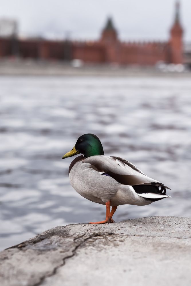 Photograph by Марина Суздаль