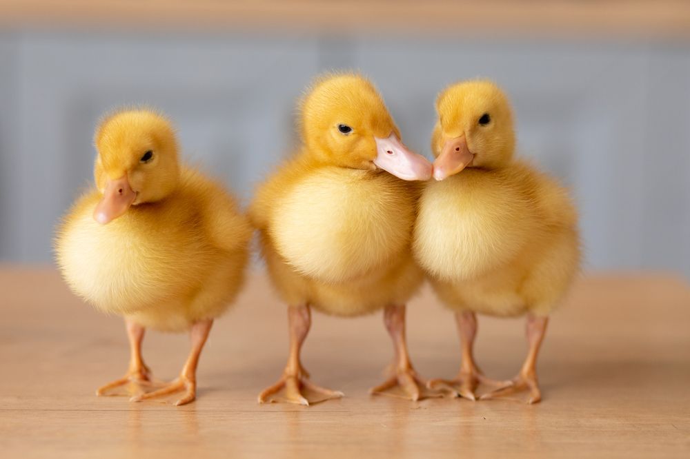 Photograph by Маргарита Черкасова