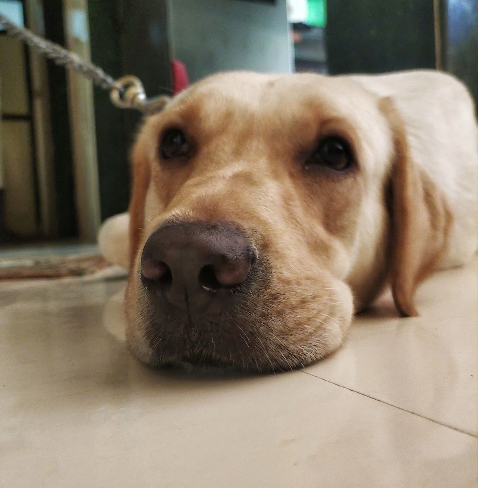 Фотография автора Pavitra Shettigar