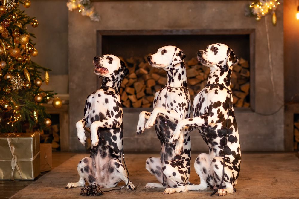 Photograph by Маргарита Черкасова