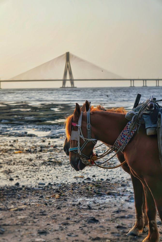 Фотография автора Pavitra Shettigar