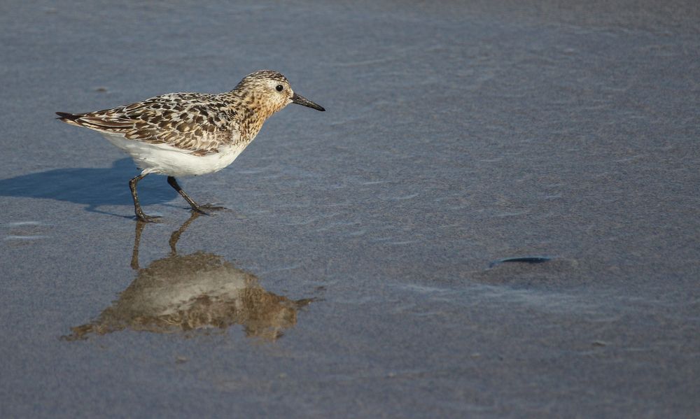 Фотография автора Александр Довганюк