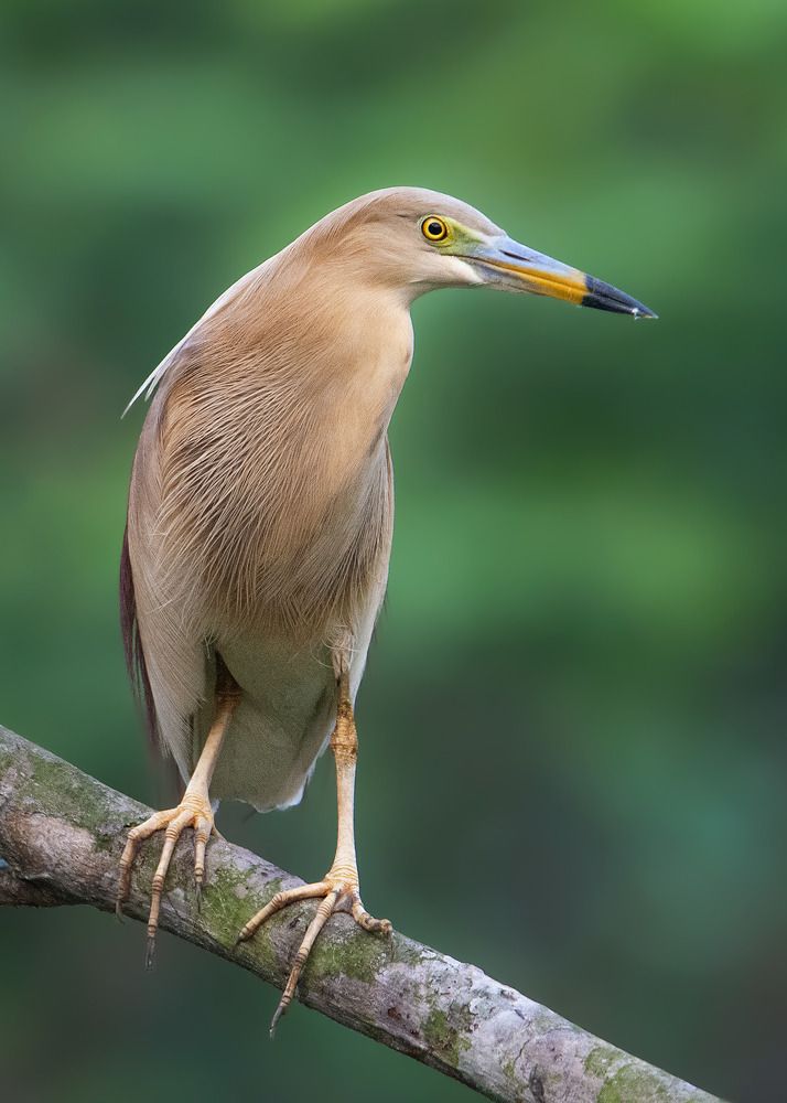 Photograph by Pinak Paul