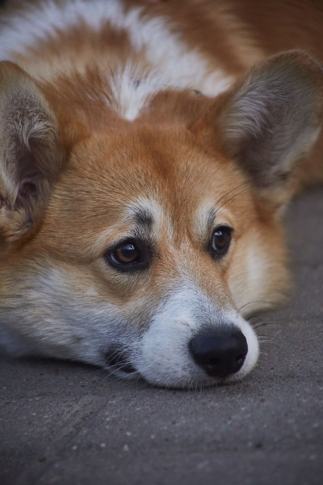 в его глазах вселенская печаль...