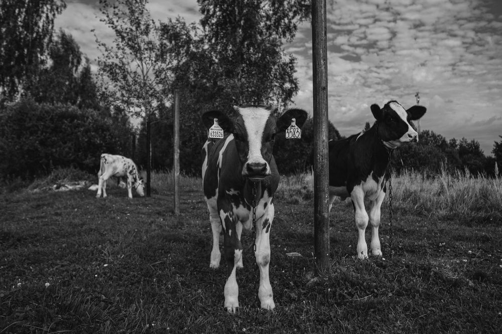 Photograph by Анастасия Кобелева