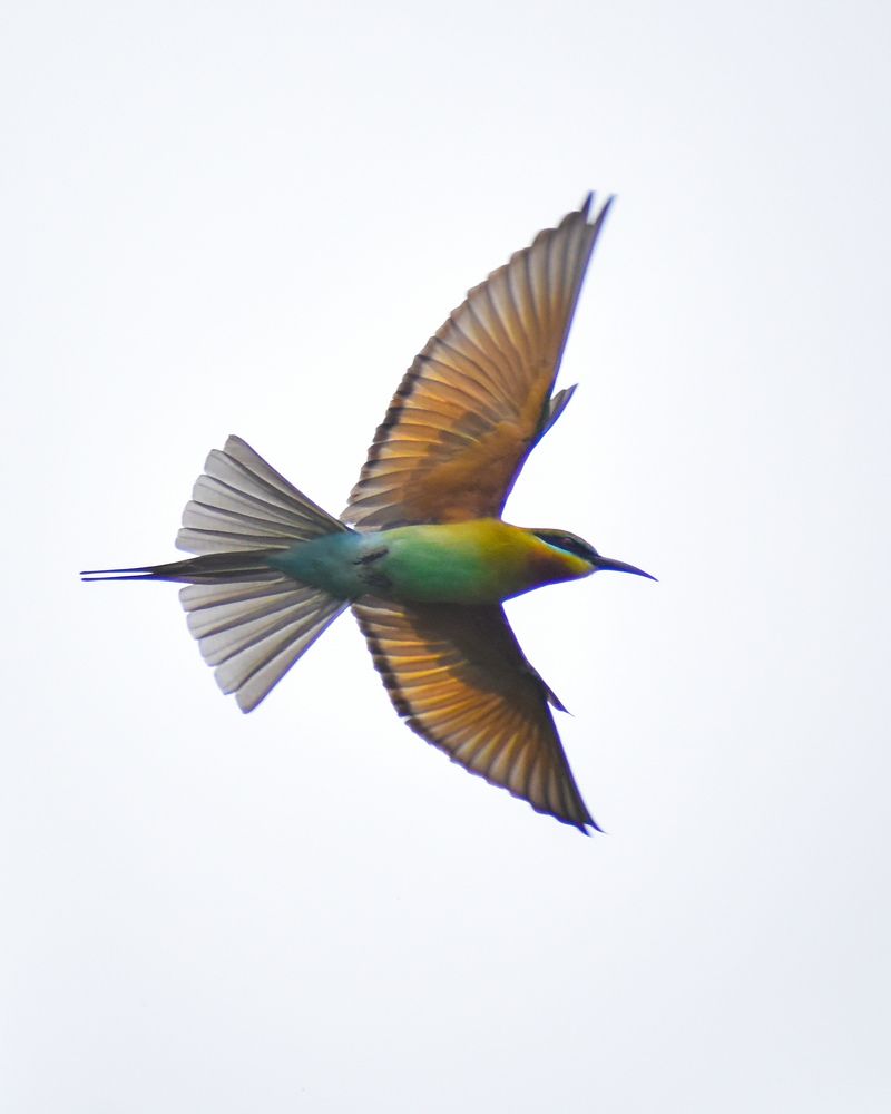 Bee eater