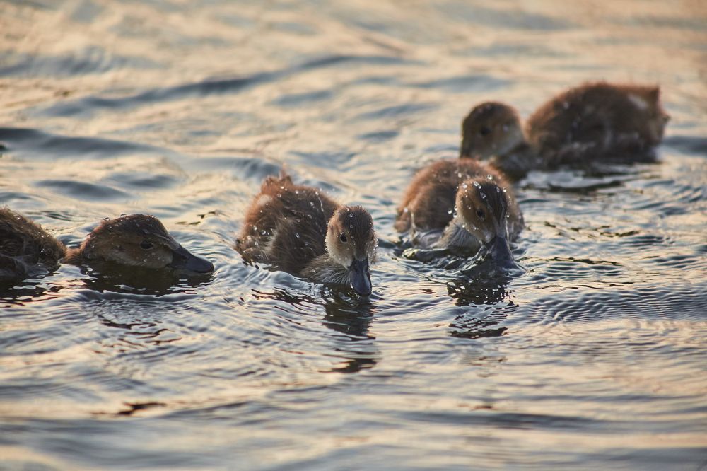 Фотография автора Андрей Челомов