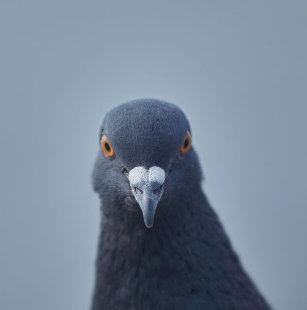 Фотография автора Андрей Челомов