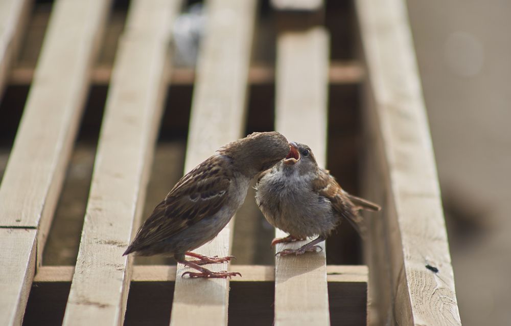 Фотография автора Андрей Челомов