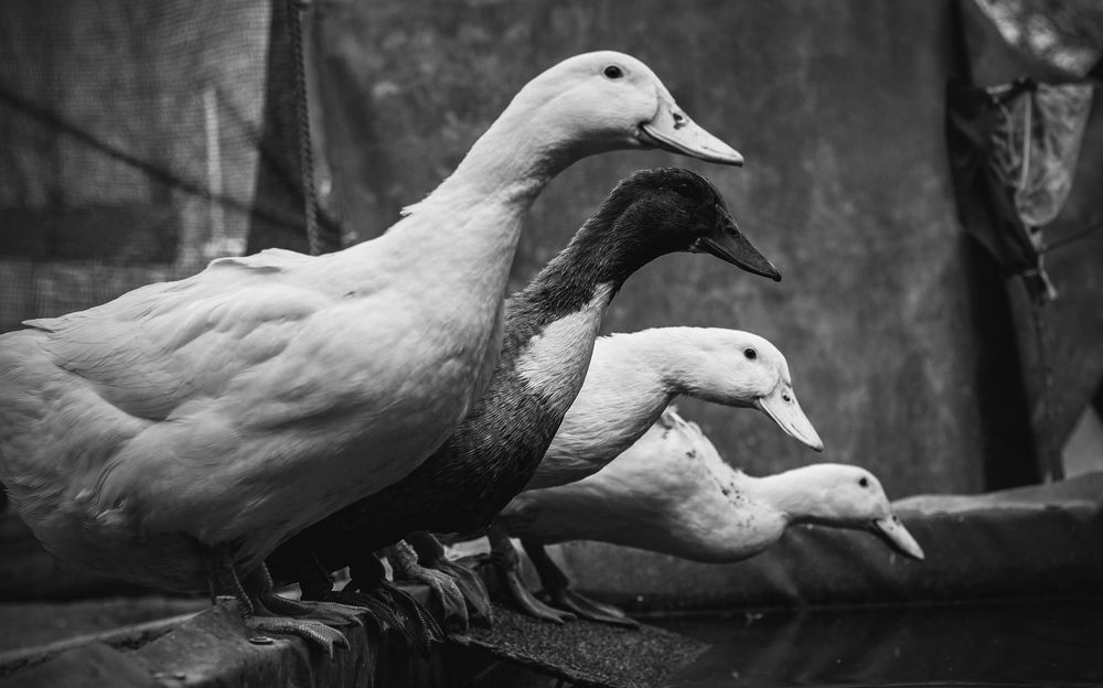 Photograph by Анастасия Кобелева