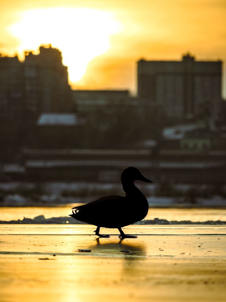 Photograph by Кузьмин Евгений