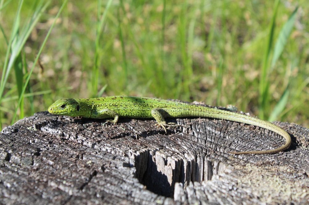 Photograph by Елена Калганова