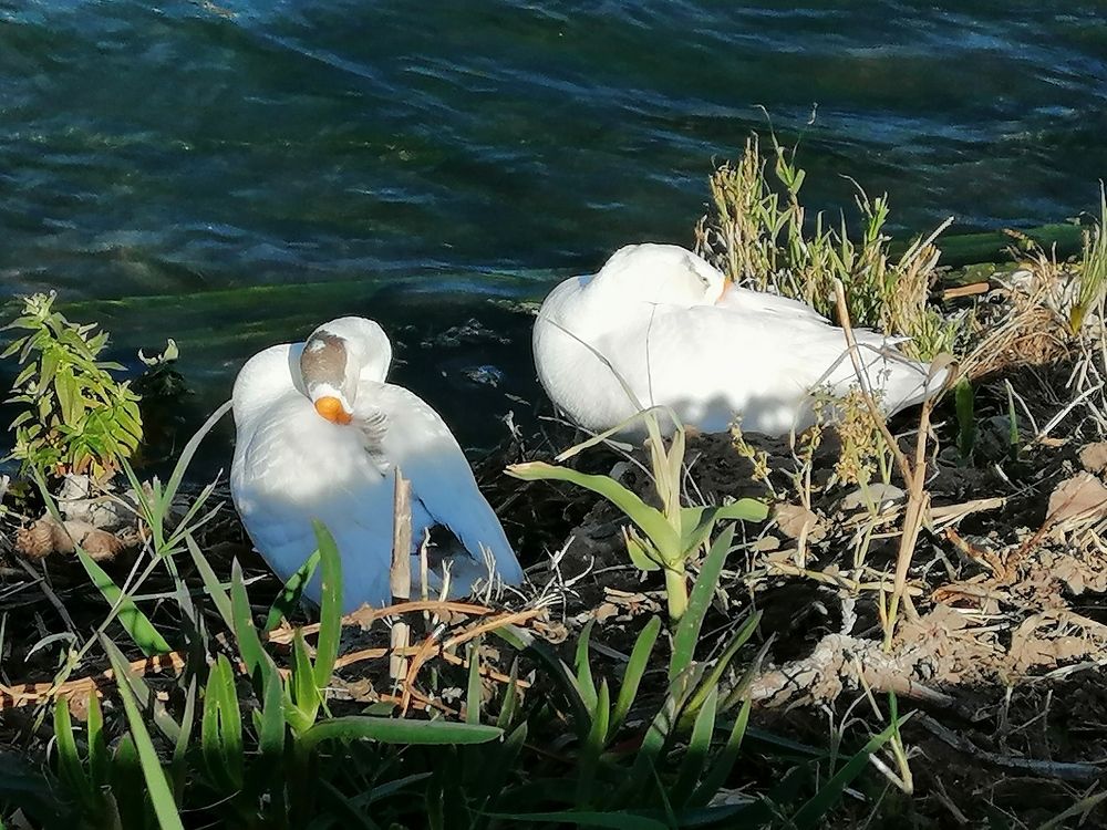 Photograph by Alp Aysgl