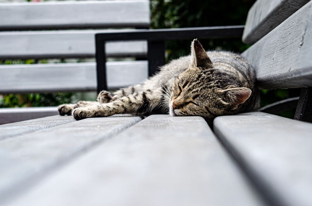 Фотография автора Темур Цивадзе