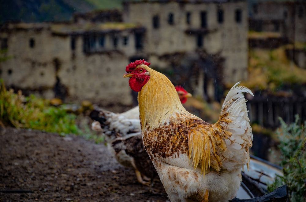 Photograph by Инна Гаджиева