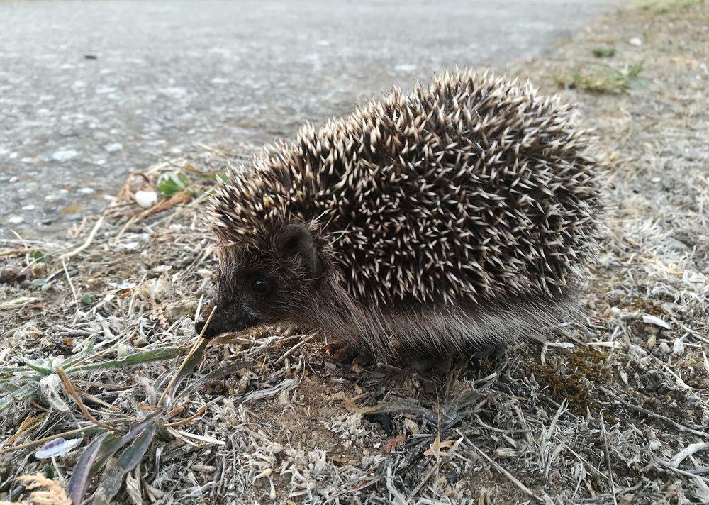 Photograph by Галина Щипакина