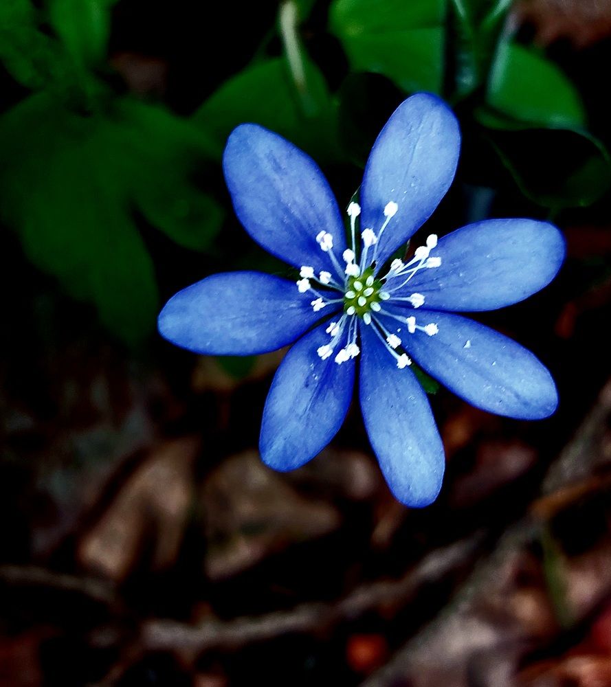 Photograph by Irina Lobko