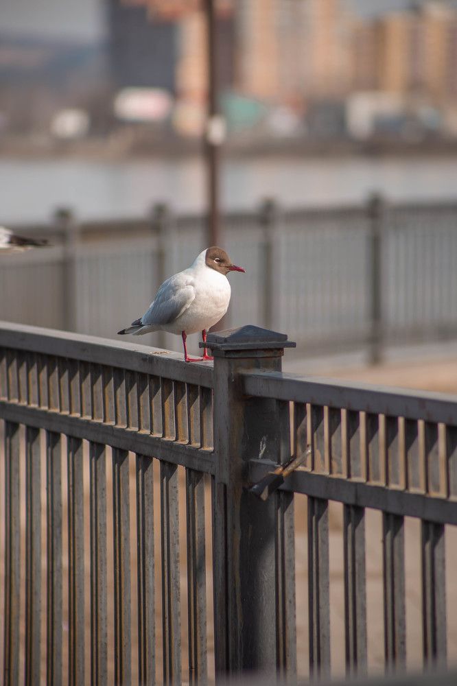 Фотография автора Анастасия Рахвалова
