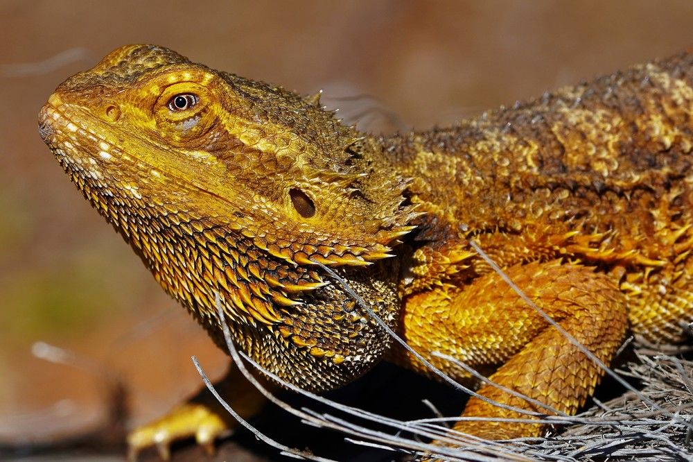 Photograph by Tamir Mor