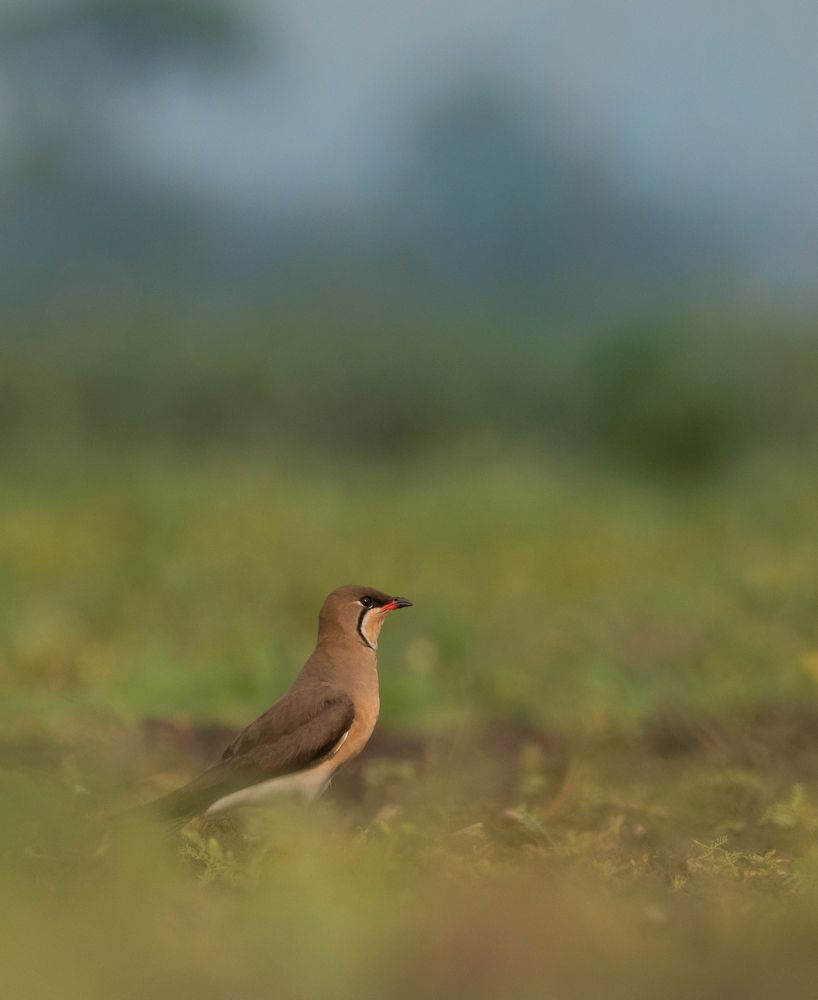 Photograph by Sagar Mondal