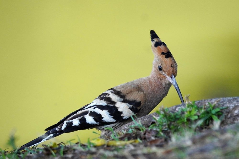 Photograph by Tamir Mor