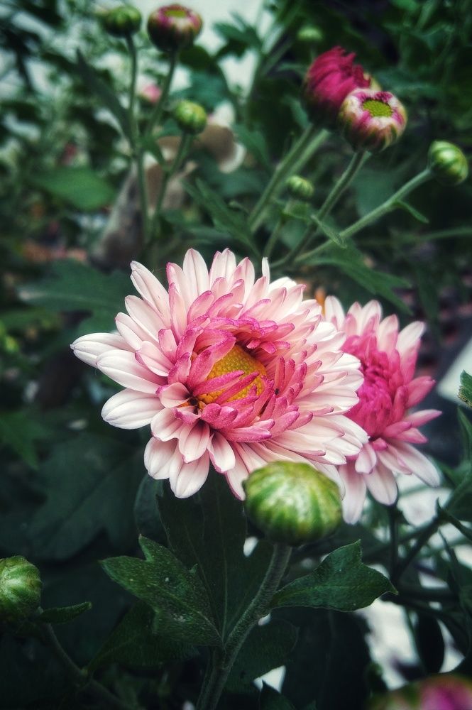 The fragrance of blooming Flowers.