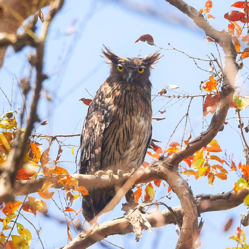 Photograph by Shakti brata Bhattacharjee