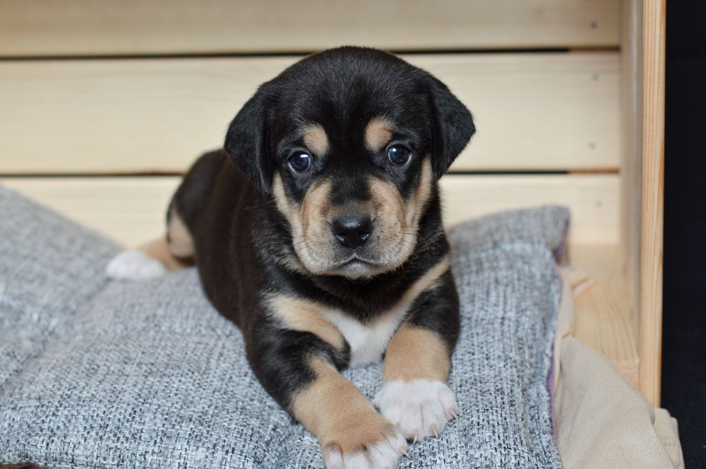 Photograph by Елена Квасова