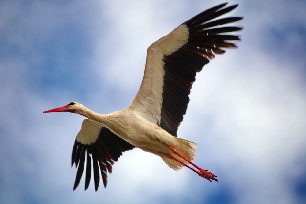 Полёт аиста.