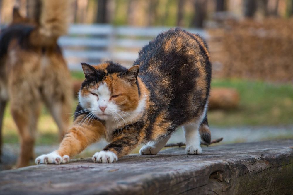 Photograph by Татьяна Ярмак